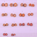 Geode Pairs (Earring) by Selection 10-20 mm Orange Color Geodes