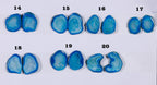 Geode Pairs (Earing) by Selection 15-25mm Aqua