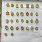 Small Beige Agate Geode Druzy Stones (15–20 mm) – Natural Crystal Pieces for Rings