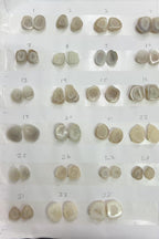 Geode Pairs (Earring) by Selection 10-20 mm Natural Color Geodes